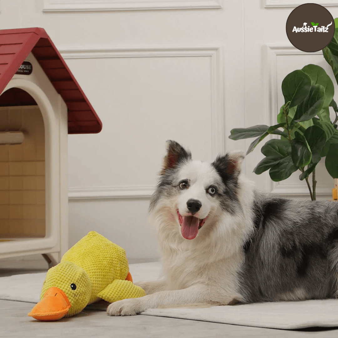 Quackie™ | The calming duck that melts stress away