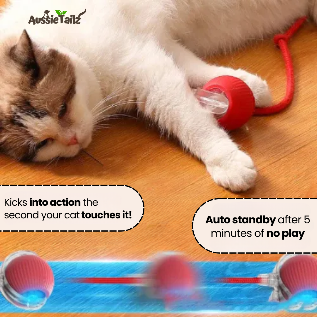 SmartBall™ | Interactive Cat Toy