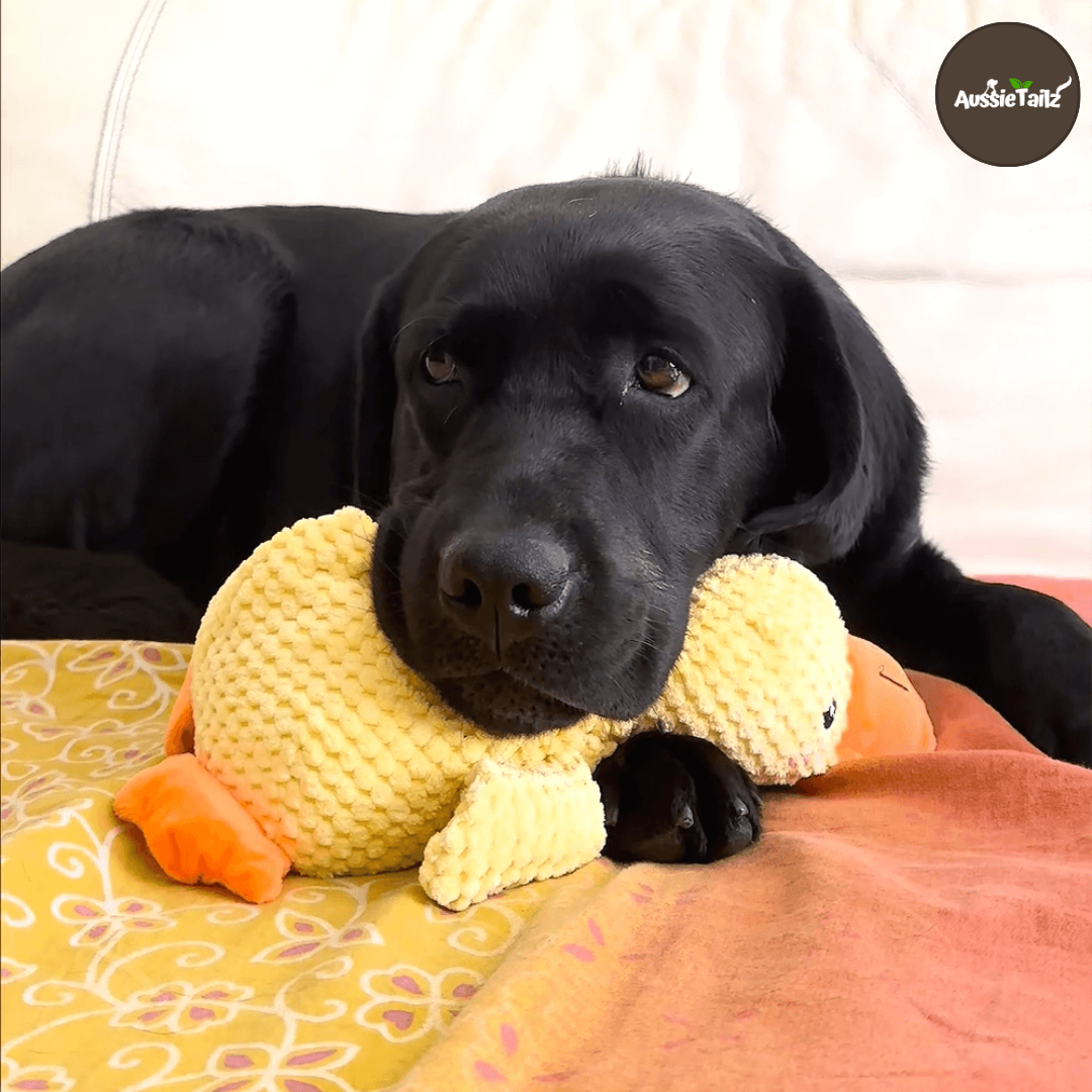 Quackie™ | The calming duck that melts stress away