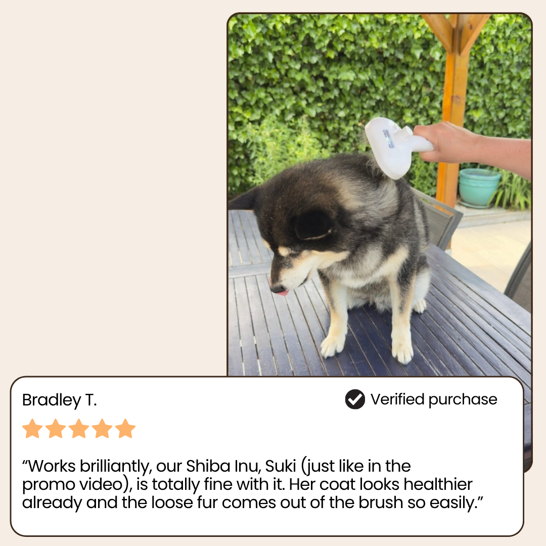 SteamiPro™ | The Ultimate Pet Grooming Brush