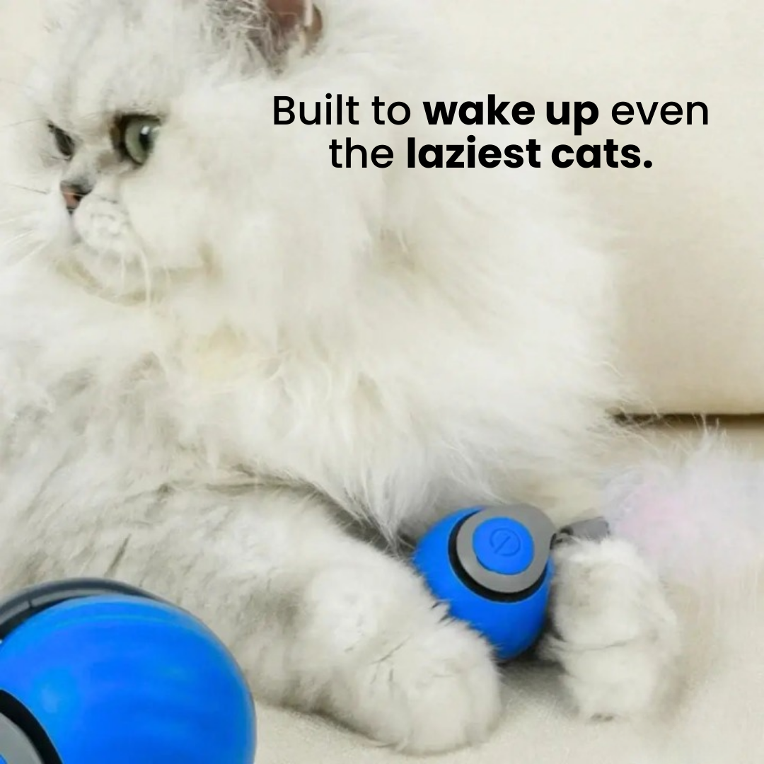 ChaseMaster Pro™ | Unleash endless fun for every cat