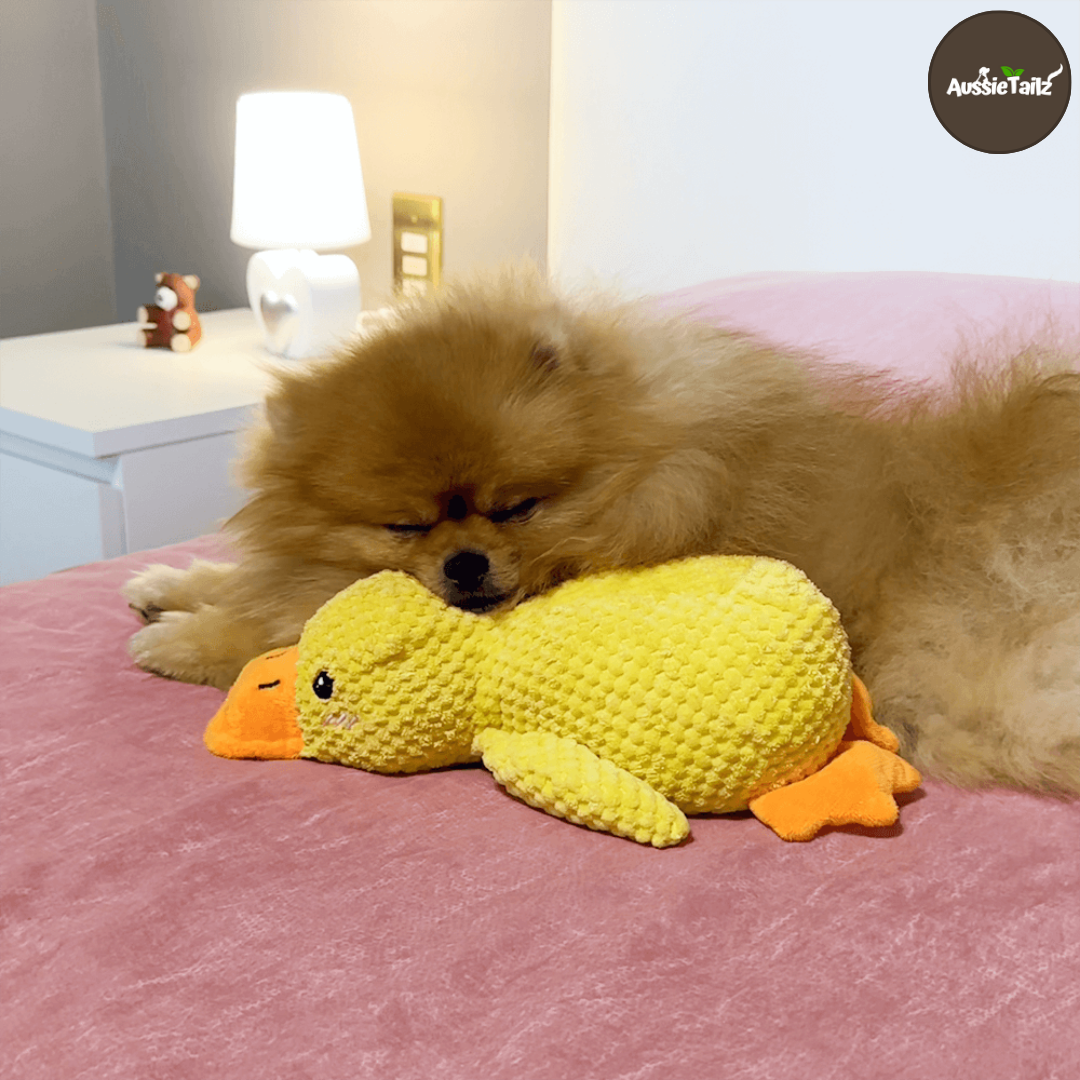 Quackie™ | The calming duck that melts stress away