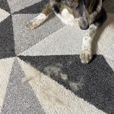 PawSwipe™ | Instant Fur Removal