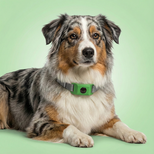 PestRepel™ | 12-Month Flea & Tick Protection