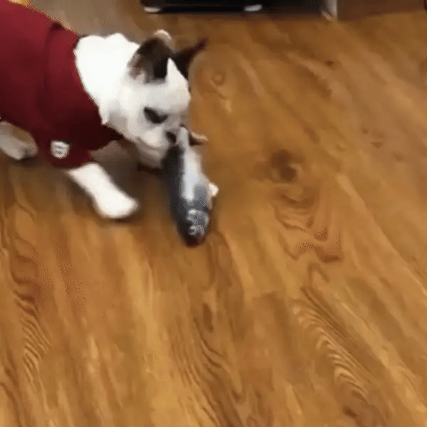 Interactive Fidget Fish Dog Toy