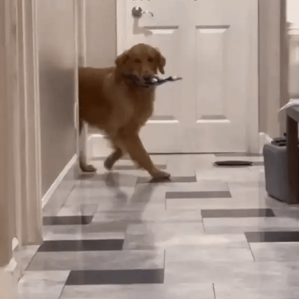 Interactive Fidget Fish Dog Toy