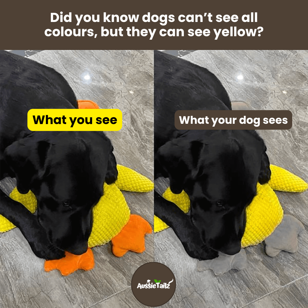 Quackie™ | The calming duck that melts stress away