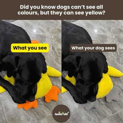 Quackie™ | The calming duck that melts stress away